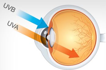 Imagem mostra penetração da radiação UVA e UVB nos olhos